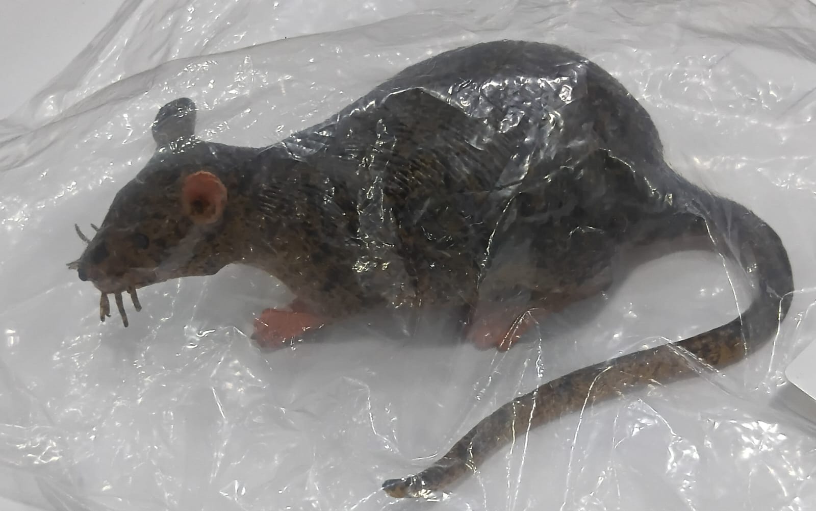 RAT- STATIC MODEL 8019