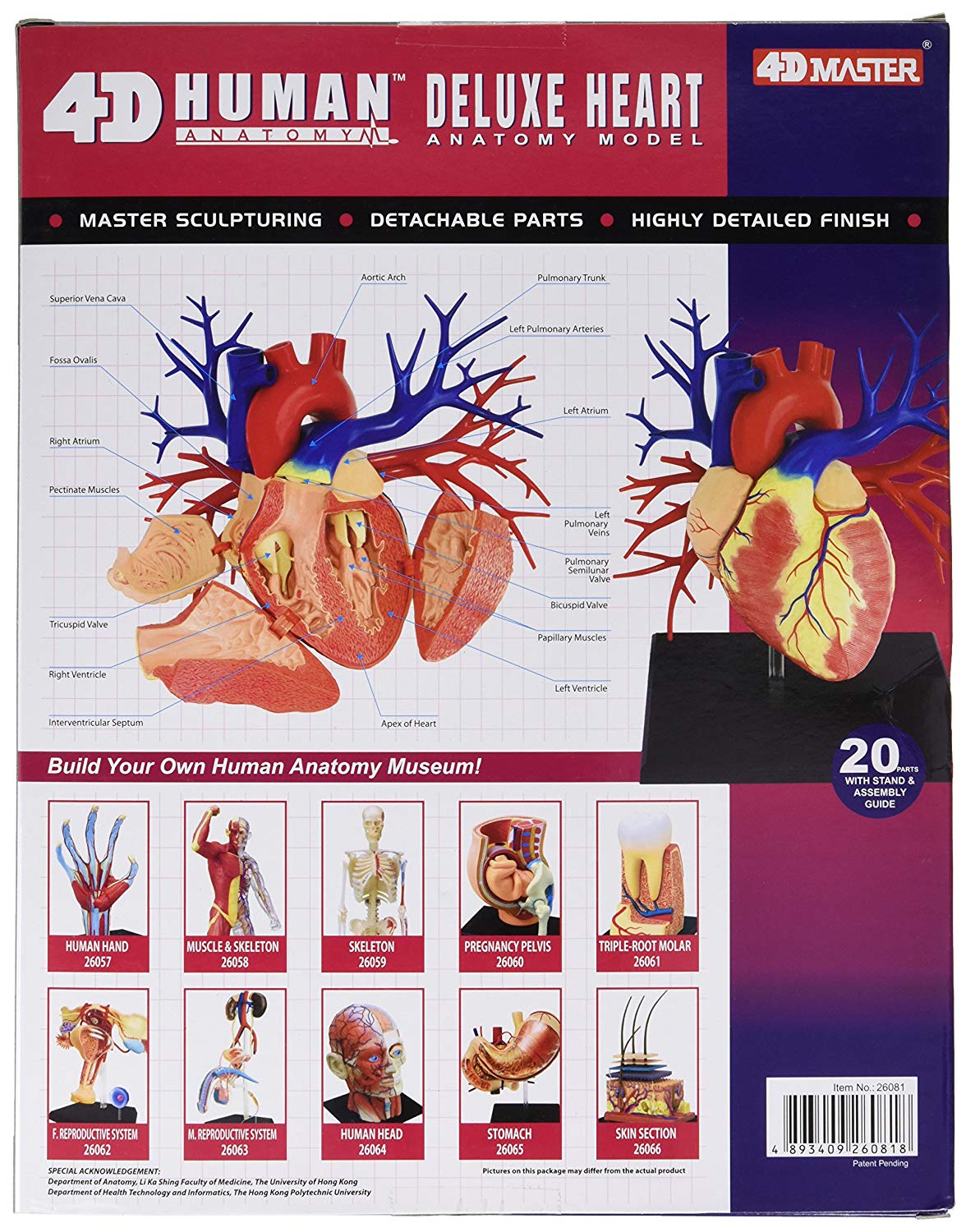 HEART ANATOMY MODEL