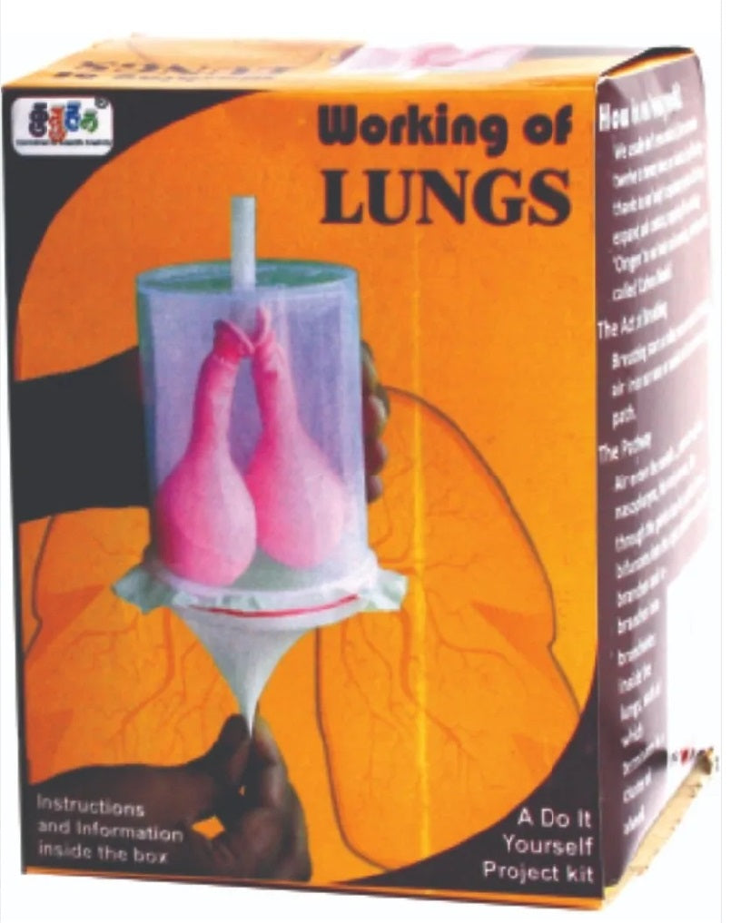 Working Of Lungs Model